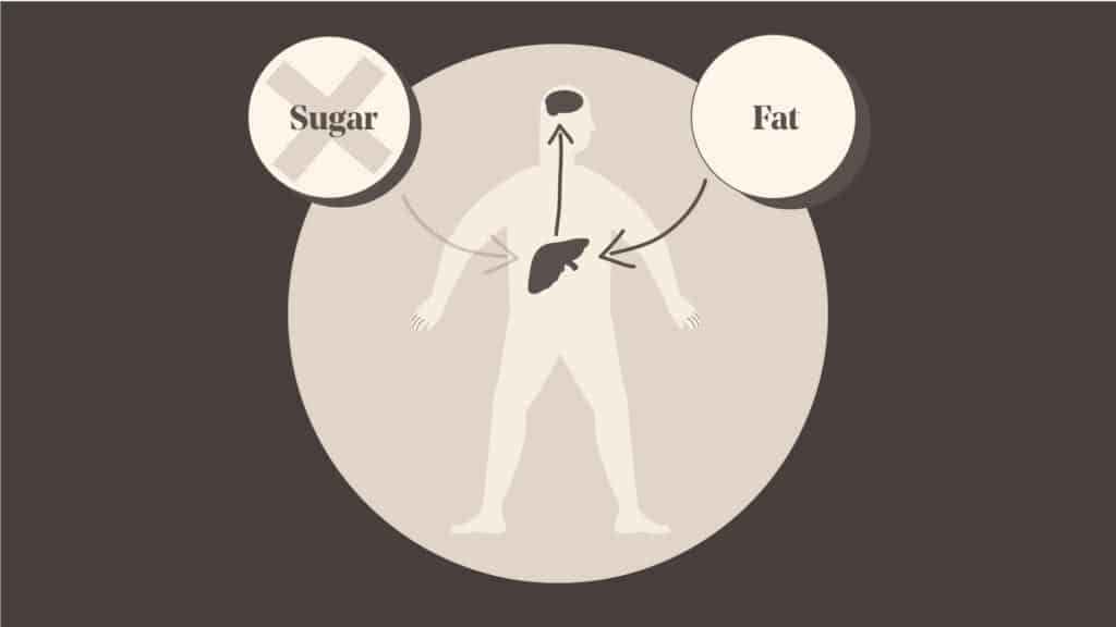 Illustration of what ketosis is, fat entering the body, liver converting them to ketones that goes up to the brain