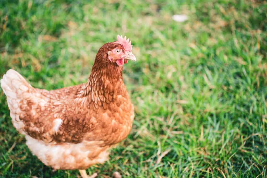 image of a free range chicken roaming on a green grass field